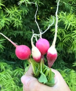 Homegrown radishes