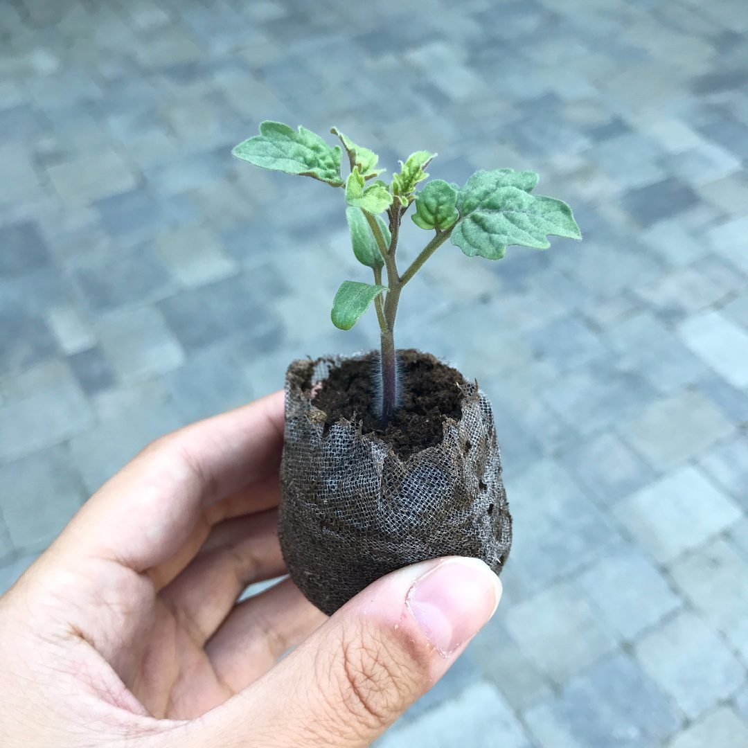 Indoor Seed Starting Tutorial Part 2