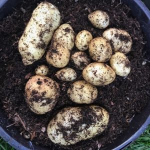 A harvest of new potatoes