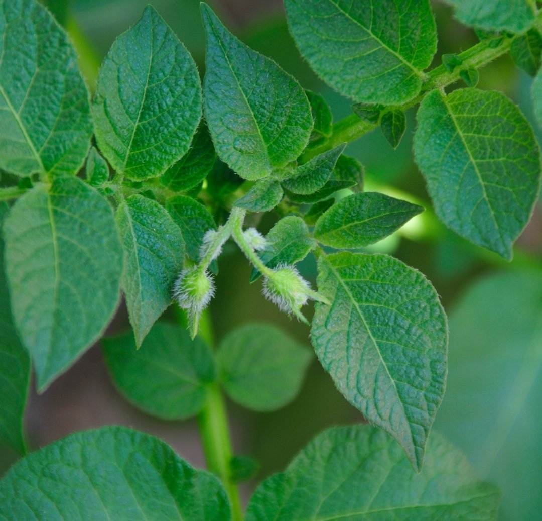 Kimchi Gardens - How To Grow Your Own Potatoes